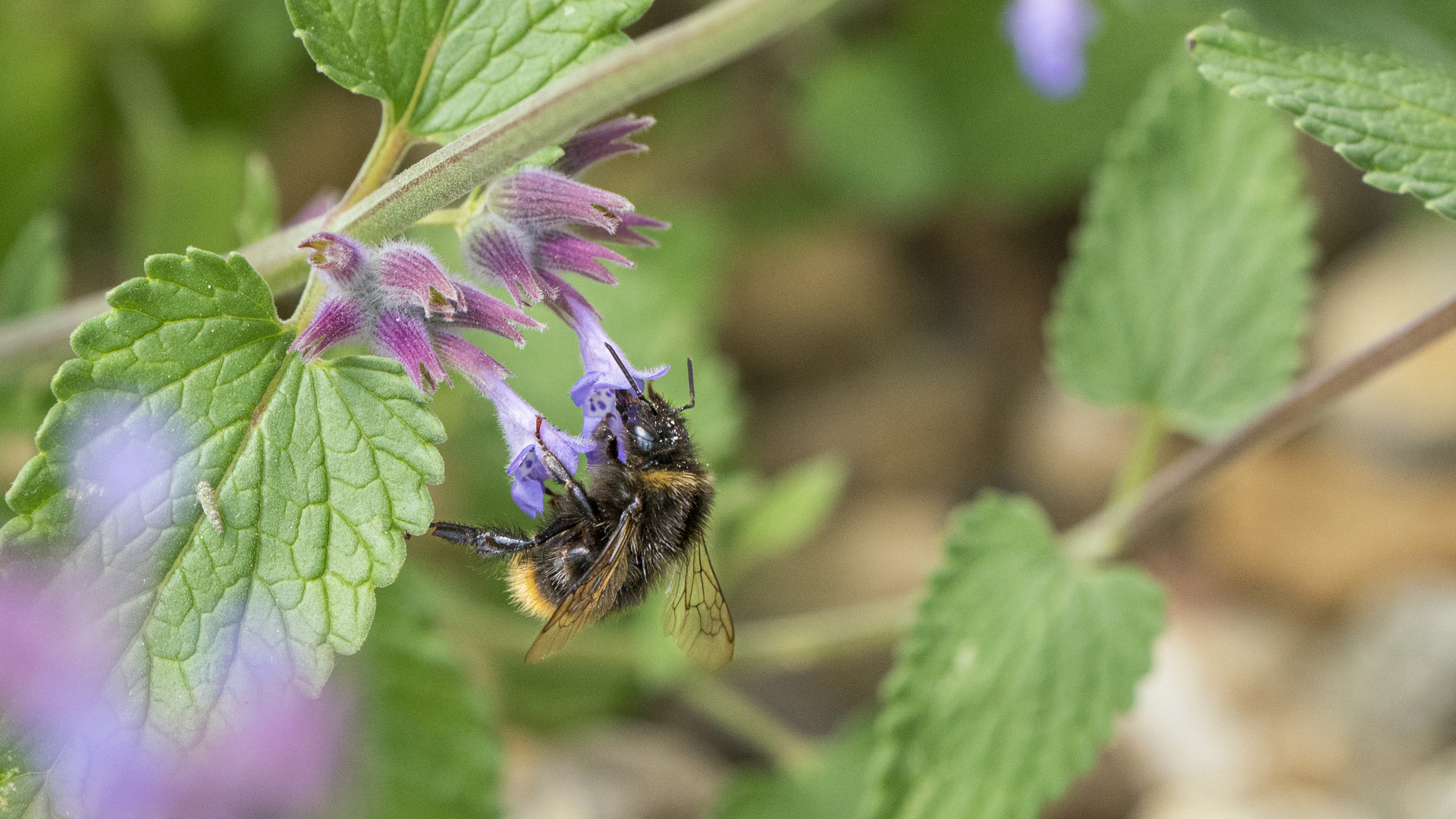 Madame Hummel bei der Arbeit