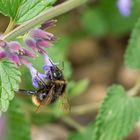 Madame Hummel bei der Arbeit