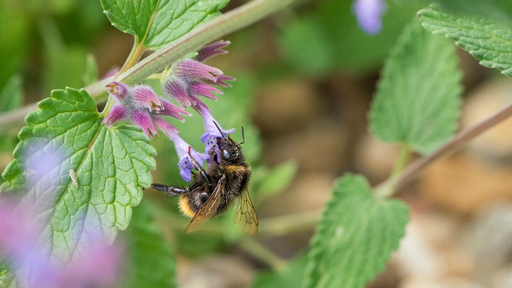 Madame Hummel bei der Arbeit