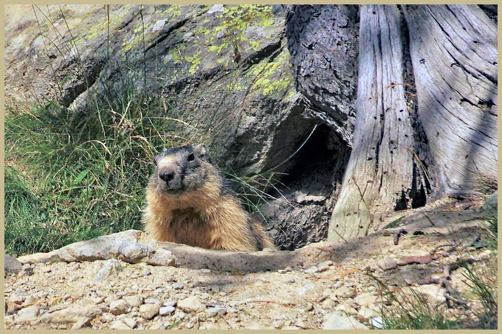 madame la marmotte devant chez elle !