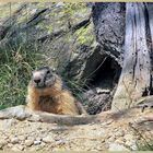 madame la marmotte devant chez elle !