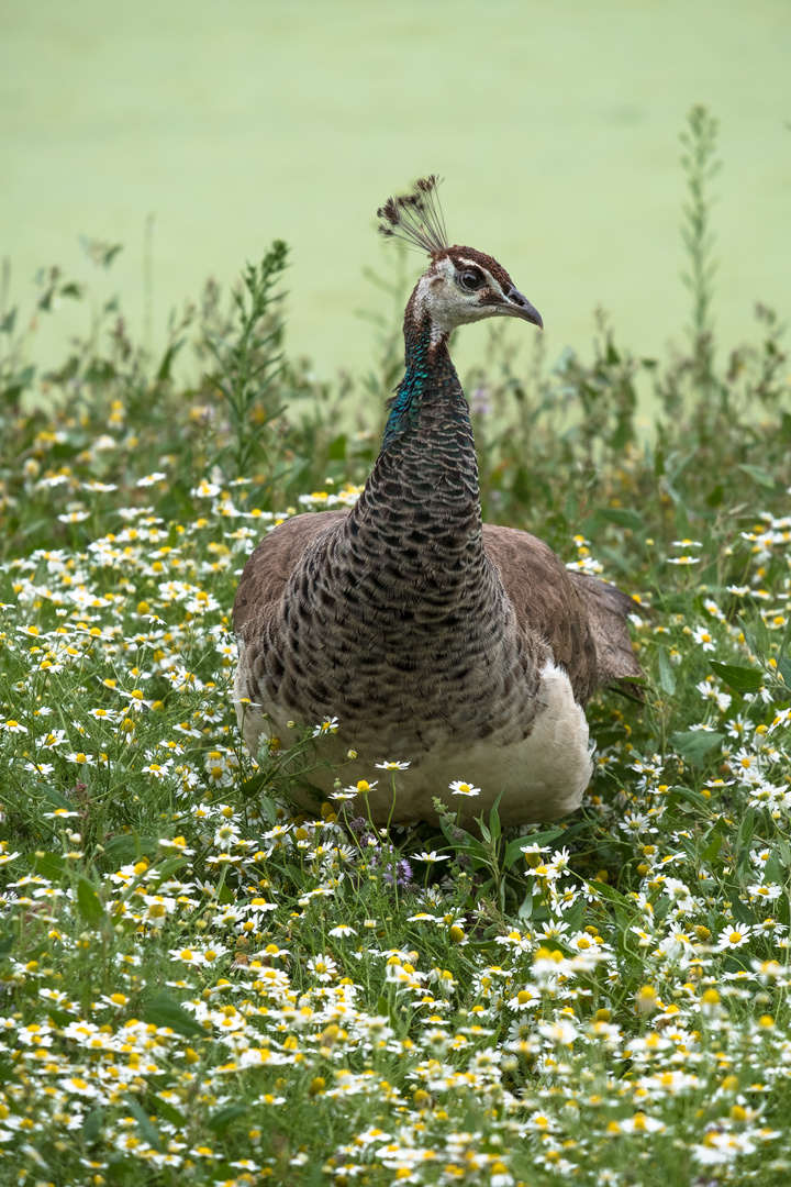 Madame La "Paonne"