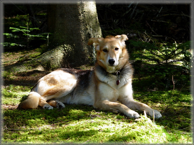 Madame Laika into the Green