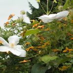 Madame Le Coultre = Marie Boisselot & serratifolia "Golden Tiara®"