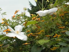 Madame Le Coultre = Marie Boisselot & serratifolia "Golden Tiara®"