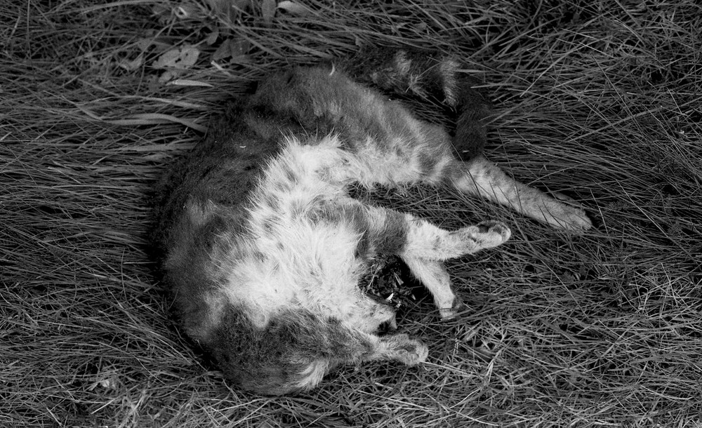 madame, le petit chat est mort