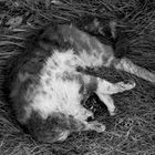 madame, le petit chat est mort