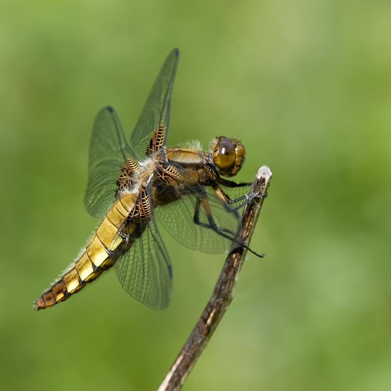 Madame Libellula depressa (2)