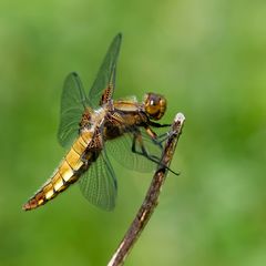 Madame Libellula depressa (2)