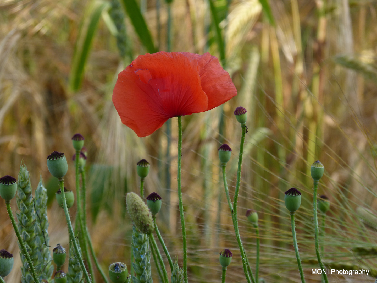 Madame Mohn