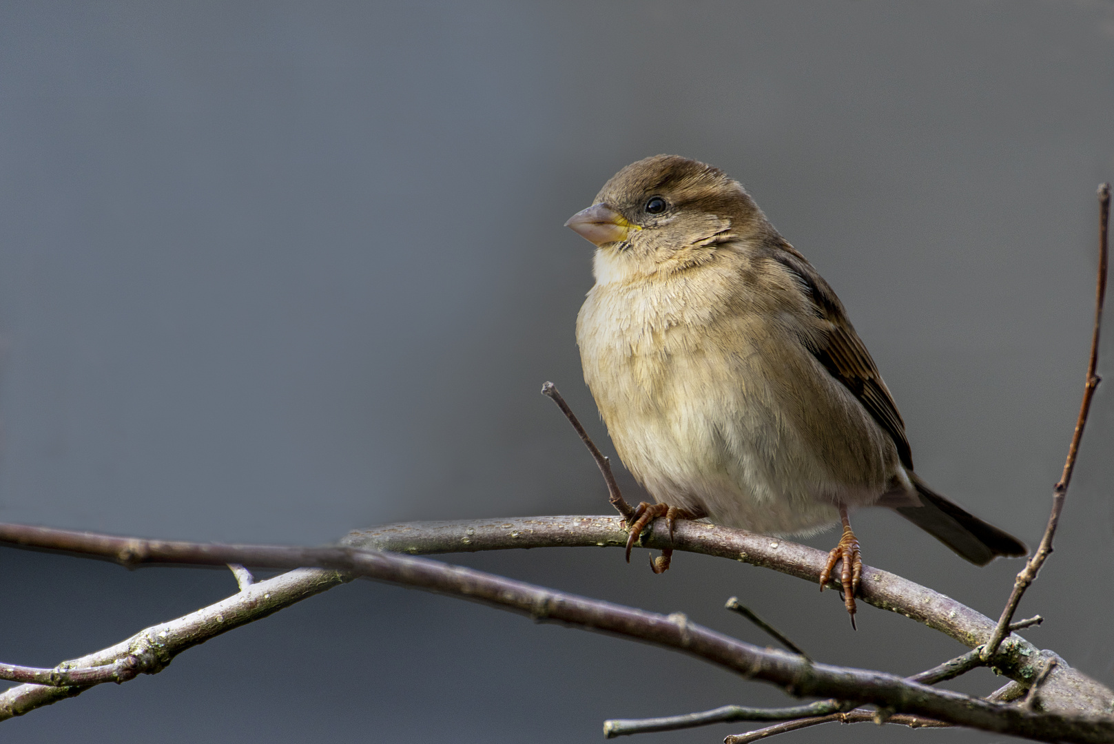 Madame moineau domestique (Passer domesticus)