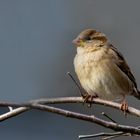 Madame moineau domestique (Passer domesticus)