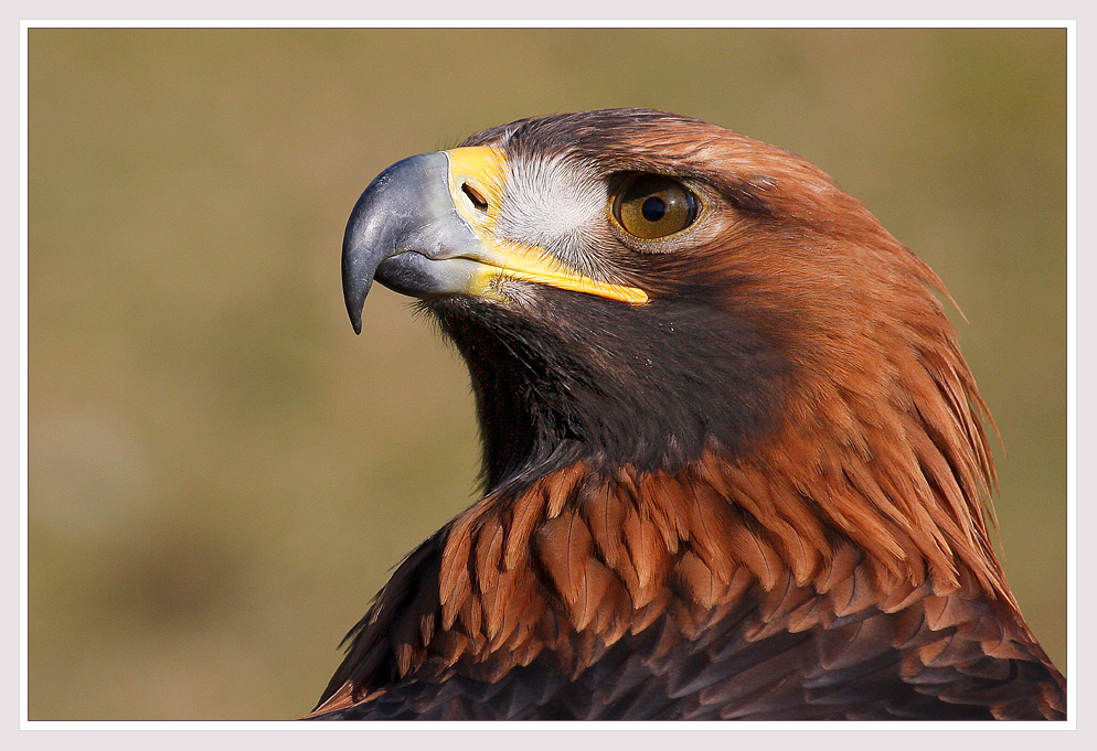 Madame namens Steinadler