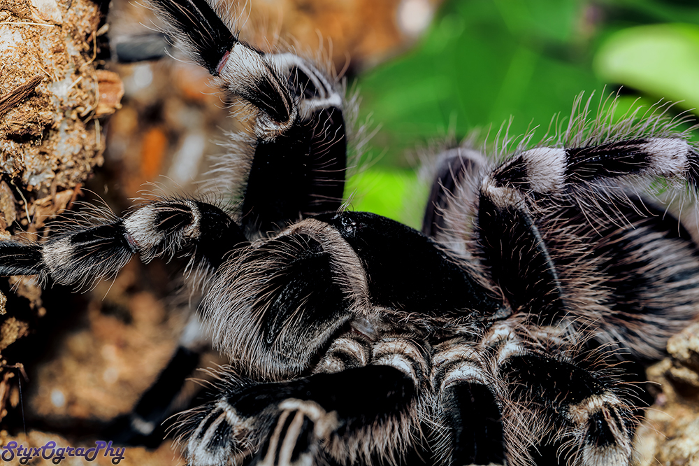 Madame Obscuria ( acanthoscurria geniculata )