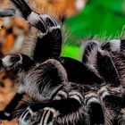 Madame Obscuria ( acanthoscurria geniculata )