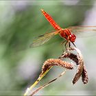 Madame (ou Monsieur) Libellule