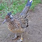 Madame Roadrunner