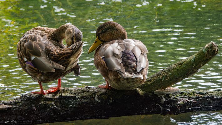 Madame se prépare, monsieur attend ...