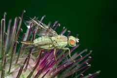 Madame Terellia tussilaginis (Tephritidae)