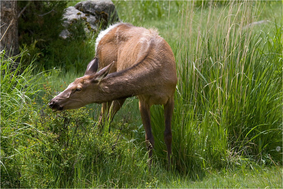 Madame Wapiti