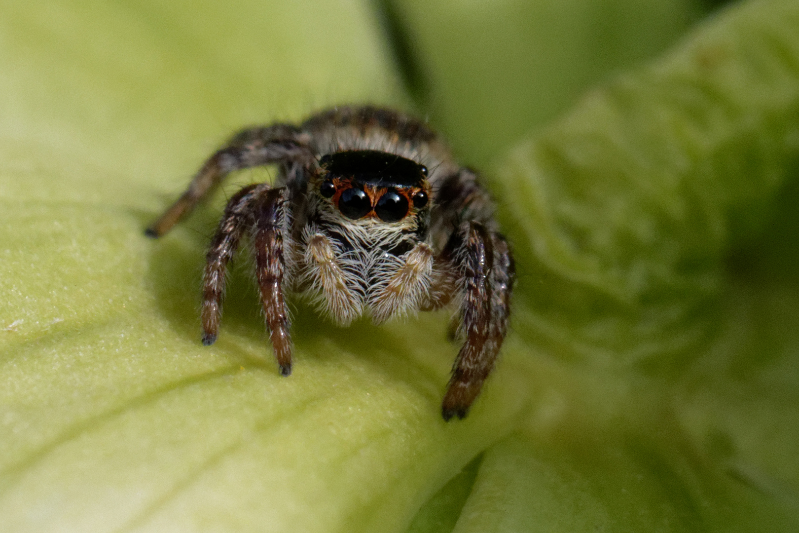 Madame Wipfelspringer (Carrhotus xanthogramma)