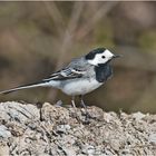 "Madame Wippsteert", die Bachstelze (Motacilla alba) ist . . .