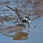 "Madame Wippsteert" - die Bachstelze (Motacilla alba) nutzte die Pfütze . . .