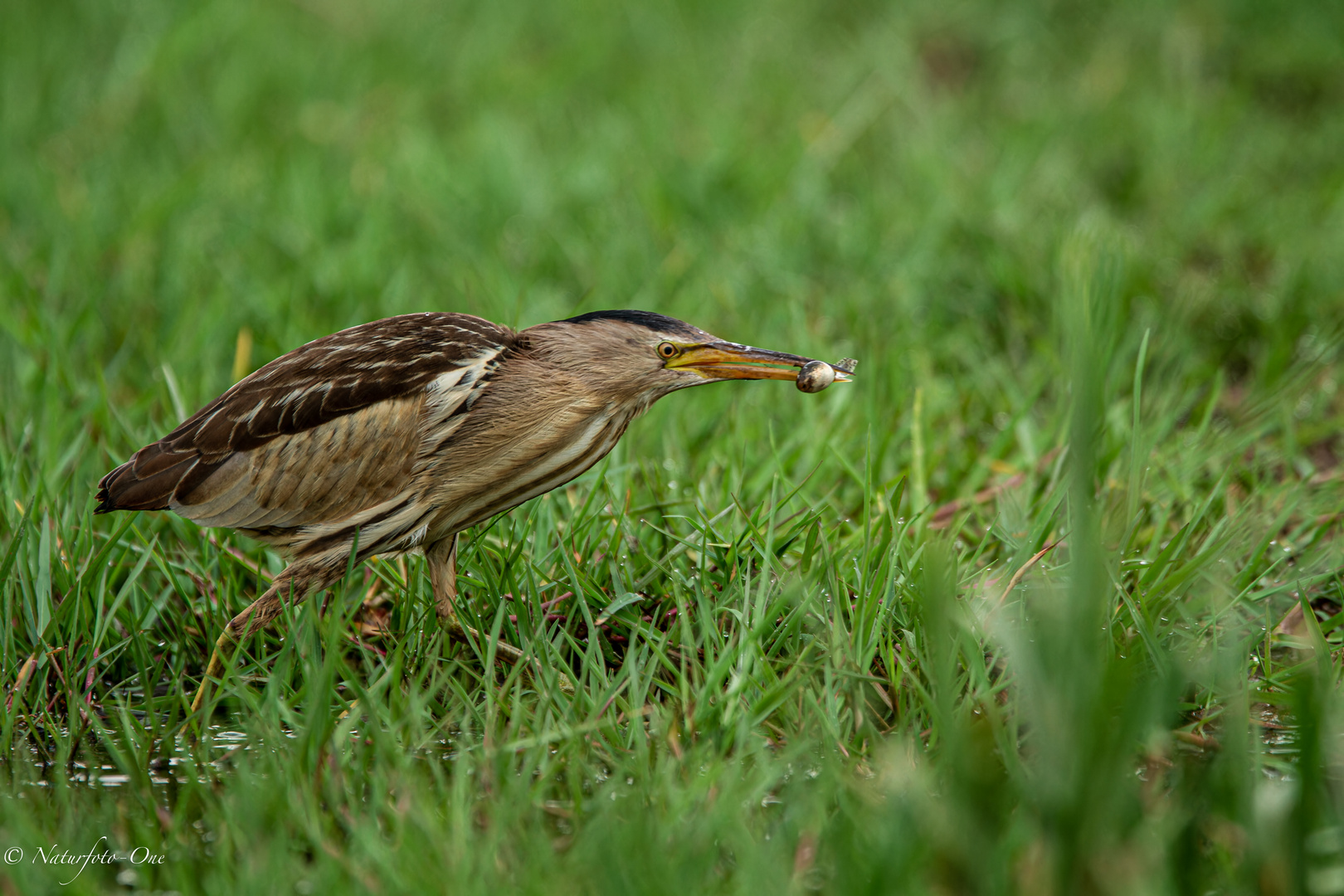 Madame Zwergdommel (  Ixobrychus minutus ) mit Beute