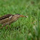 Madame Zwergdommel (  Ixobrychus minutus ) mit Beute