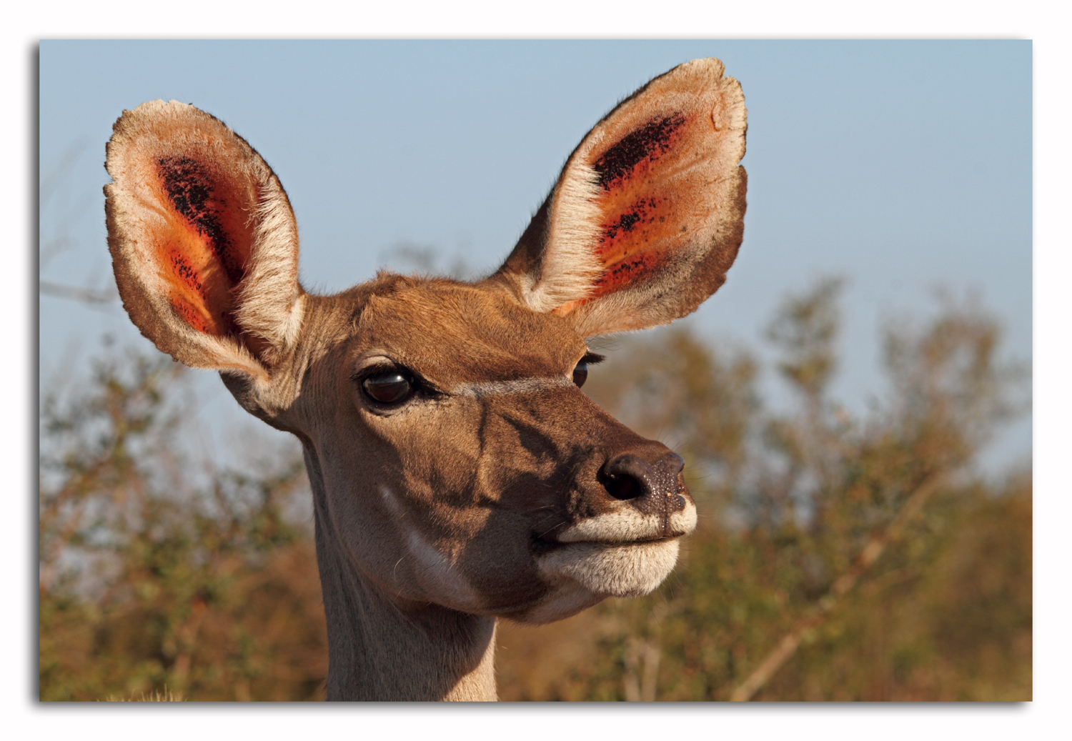 Madamme Kudu