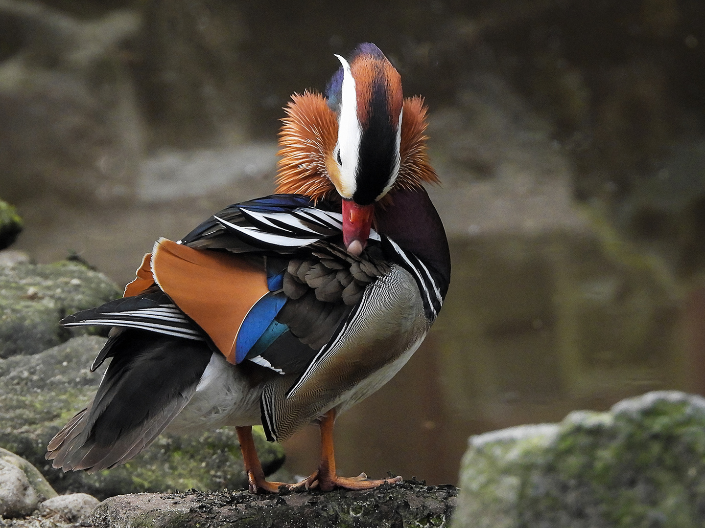 Madarin Ente, Waldzoo Offenbach