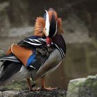 Madarin Ente, Waldzoo Offenbach