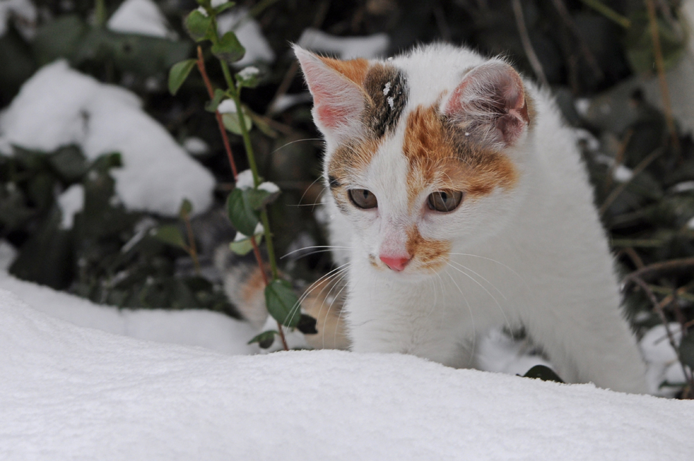 Maddie im Schnee....