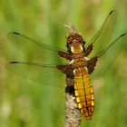 ~ Made Of Fire And Honey ~ (Libellula depressa, w)