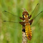 ~ Made Of Fire And Honey ~ (Libellula depressa, w)