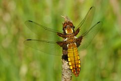 ~ Made Of Fire And Honey ~ (Libellula depressa, w)