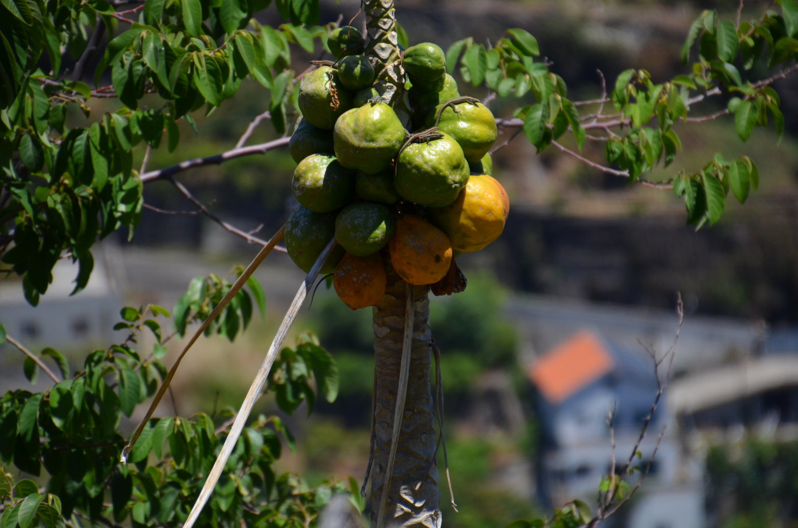 Madeira