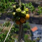 Madeira