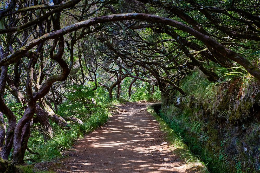 Madeira 04 - die Schönheit der Wanderwege