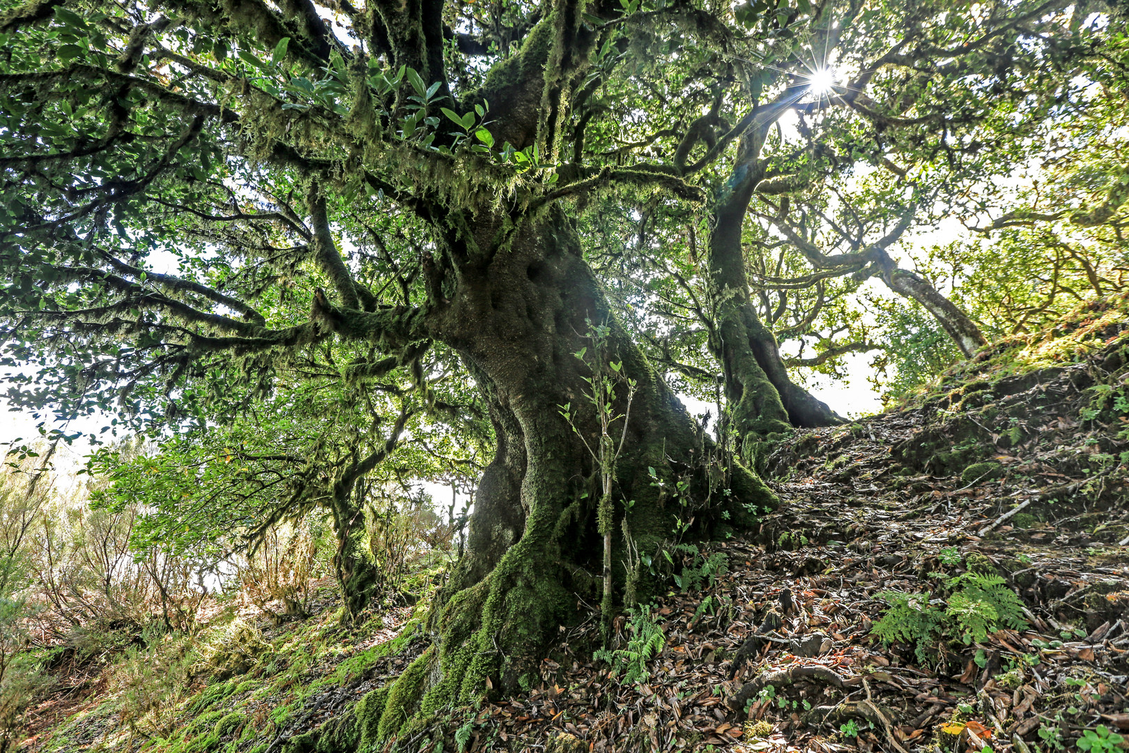 Madeira (14)