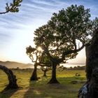 Madeira