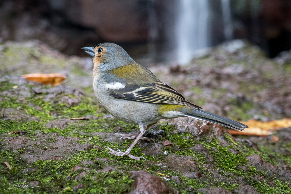 Madeira [19] – Madeira Buchfink