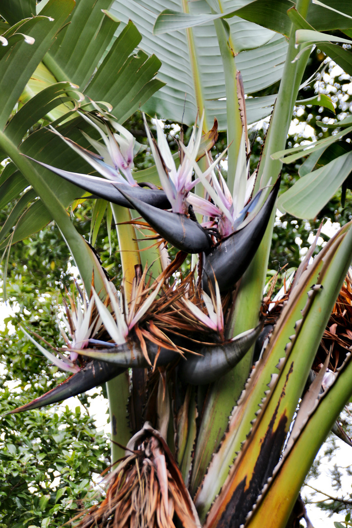 Madeira