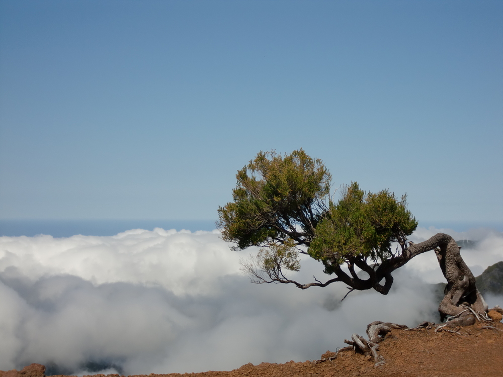 Madeira 2009