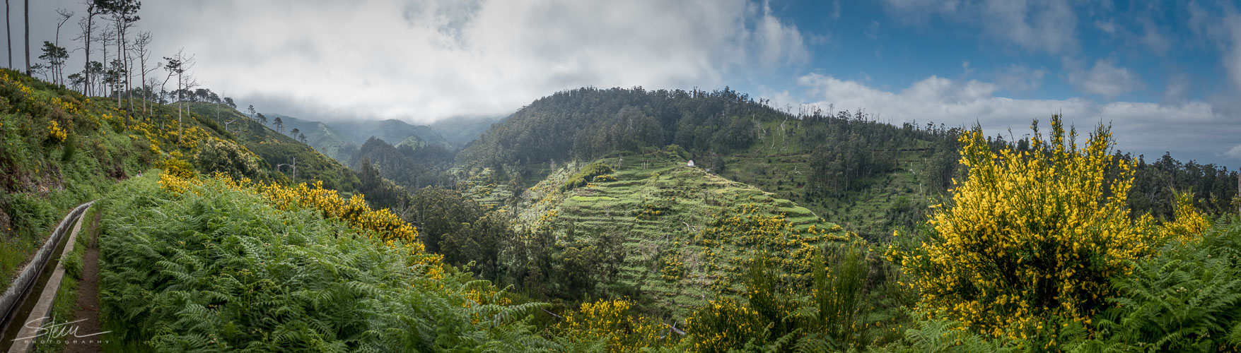 Madeira [30] – Ginster