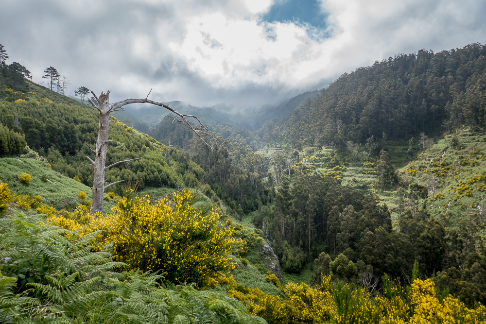 Madeira [31] – Totholz