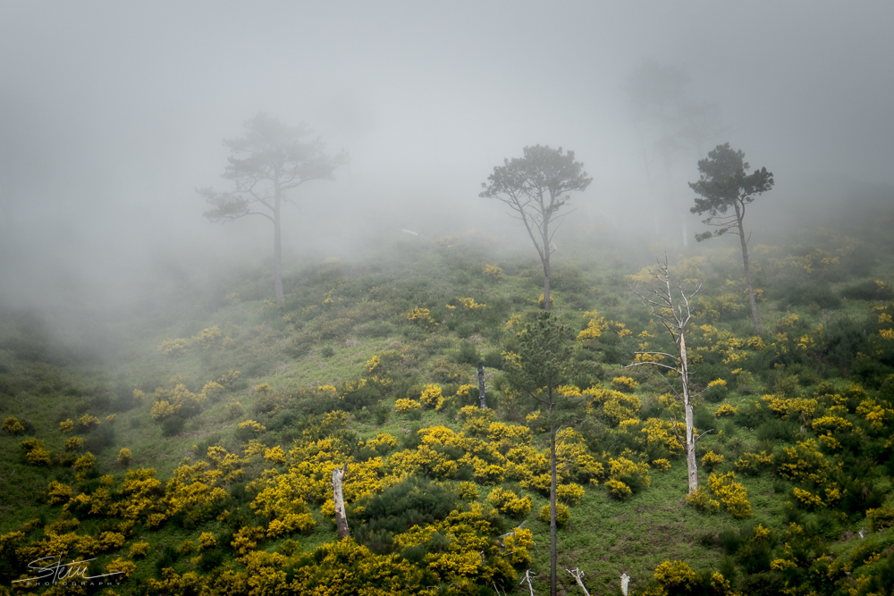 Madeira [32] – Nebelschwaden