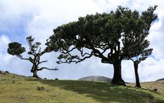 Madeira (38)