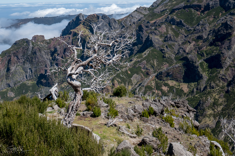 Madeira [48] – Baum ohne Blätter