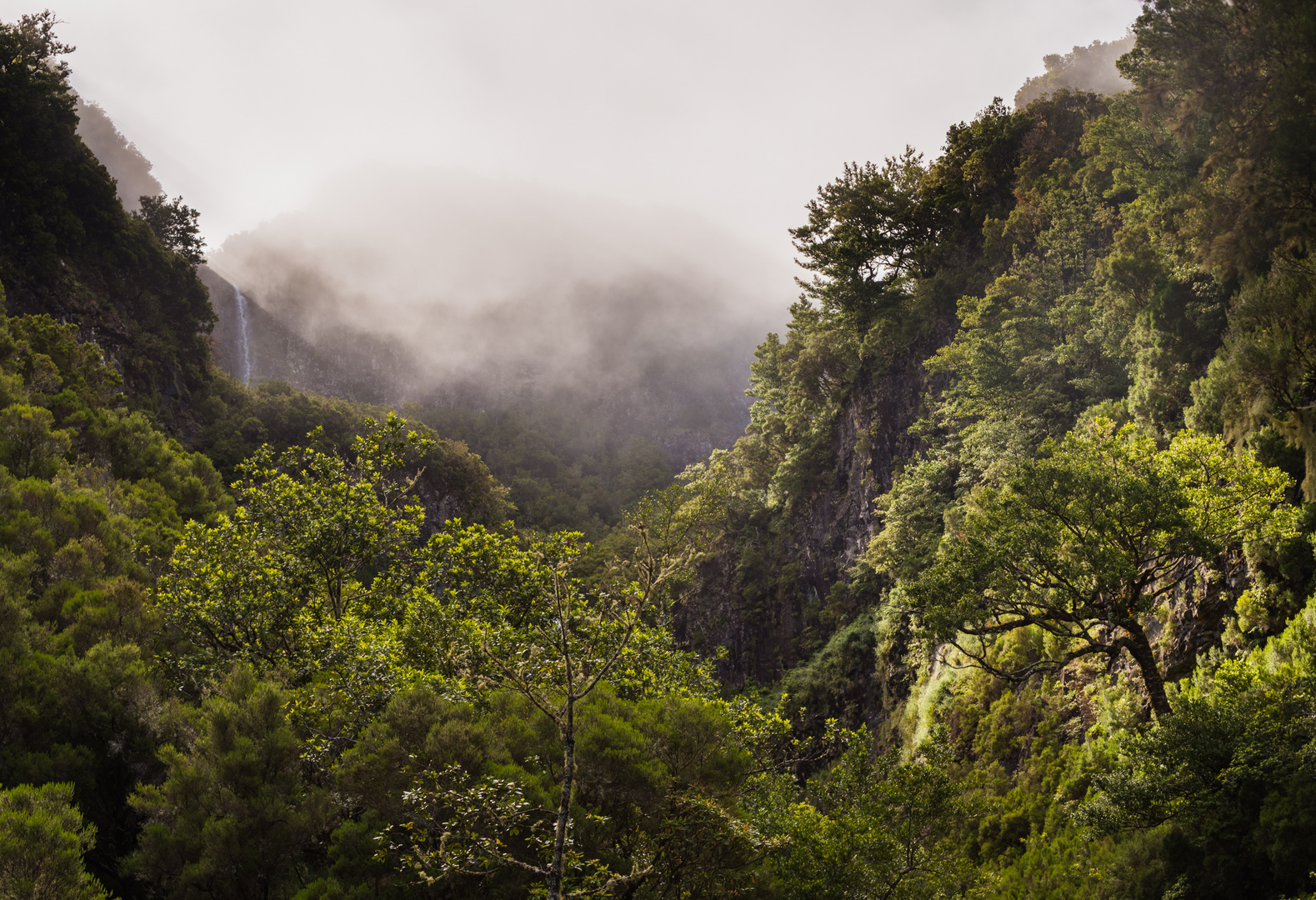 __madeira__